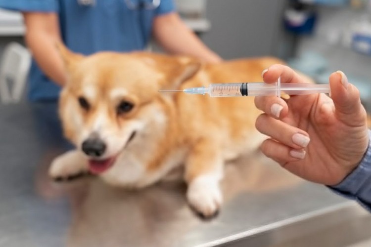 Costa Azul tem vacinação contra raiva animal nesta terça-feira, 19