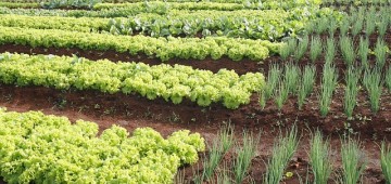 Projeto da Secretaria da Agricultura alia capacitação e responsabilidade social