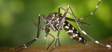 Alerta à população sobre os riscos de picada do “Mosquito da Dengue”