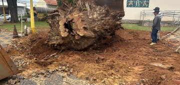 Prefeitura retira raízes de árvores caídas em praças degold mine slots paga mesmo
