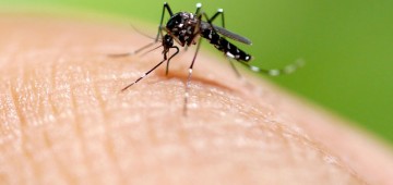 Vigilância Epidemiológica divulga dados sobre o Mosquito da Dengue emgold mine slots paga mesmo
